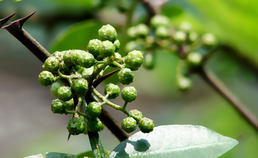 如何鑒定藤椒油是否天然純正？